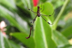 de-seda-dorada-Trichonephila-clavipes