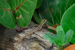 es-un-basilisco-rayado-Basiliscus-vittatus-lagartija-Jesucristo-1