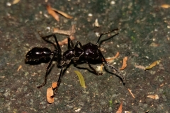 hormiga-bala-Paraponera-clavata