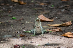 iguana-negra-o-garrobo-Ctenosaura-similis-11