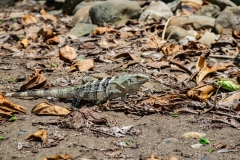 iguana-negra-o-garrobo-Ctenosaura-similis-14