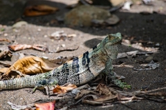 iguana-negra-o-garrobo-Ctenosaura-similis-15