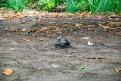 iguana-negra-o-garrobo-Ctenosaura-similis-16