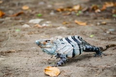 iguana-negra-o-garrobo-Ctenosaura-similis-19