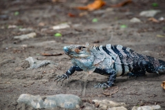 iguana-negra-o-garrobo-Ctenosaura-similis-20