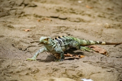 iguana-negra-o-garrobo-Ctenosaura-similis-22