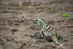 iguana-negra-o-garrobo-Ctenosaura-similis-24