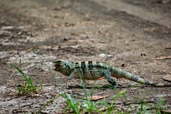 iguana-negra-o-garrobo-Ctenosaura-similis-3
