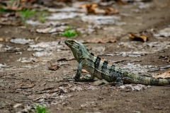 iguana-negra-o-garrobo-Ctenosaura-similis-4