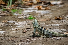 iguana-negra-o-garrobo-Ctenosaura-similis-5