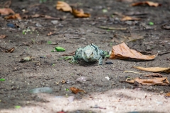 iguana-negra-o-garrobo-Ctenosaura-similis-8