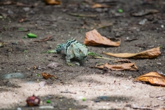iguana-negra-o-garrobo-Ctenosaura-similis-9