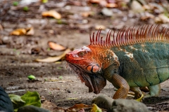 iguana-verde-o-iguana-comun-Iguana-iguana-11
