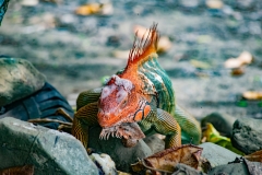 iguana-verde-o-iguana-comun-Iguana-iguana-12