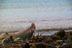 iguana-verde-o-iguana-comun-Iguana-iguana-17