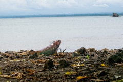 iguana-verde-o-iguana-comun-Iguana-iguana-18