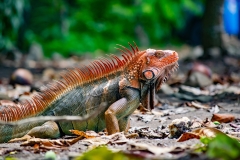 iguana-verde-o-iguana-comun-Iguana-iguana-2