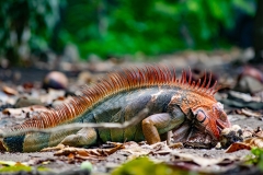 iguana-verde-o-iguana-comun-Iguana-iguana-3