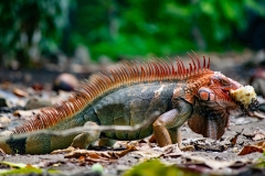 iguana-verde-o-iguana-comun-Iguana-iguana-4
