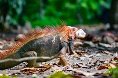 iguana-verde-o-iguana-comun-Iguana-iguana-6