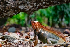 iguana-verde-o-iguana-comun-Iguana-iguana-7