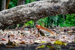 iguana-verde-o-iguana-comun-Iguana-iguana-8