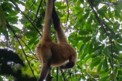 mono-arana-Ateles-geoffroyi