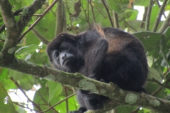 mono-aullador-Alouatta-palliata