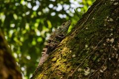 o-iguana-negra-Ctenosaura-similis-1
