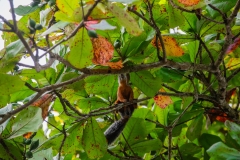 una-ardilla-centroamericana-Sciurus-variegatoides-3