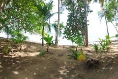 2023_AGOSTO_Manzanillo_Limon__61_