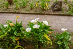Sanatorio-Duran-Cartago-48